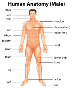 Grade 11 Biology